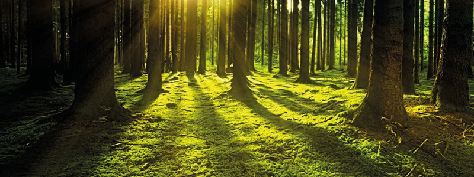 ENERSOLVE&POWERSINES: TAILOR MADE ENERGY SAVINGS FOR ENTERPRISES
