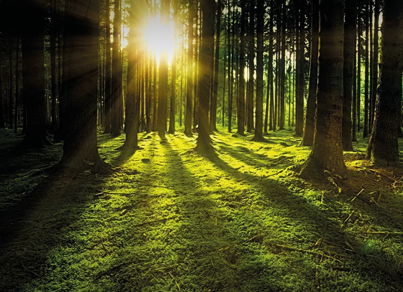 ENERSOLVE&POWERSINES: TAILOR MADE ENERGY SAVINGS FOR ENTERPRISES